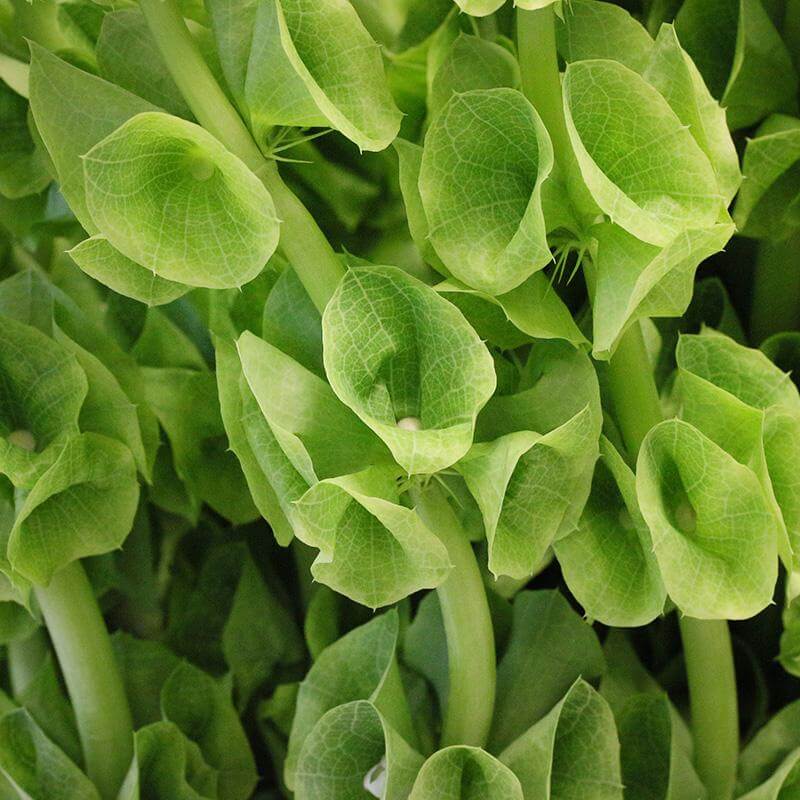 esmeralda-farms-moluccella-product-sheet