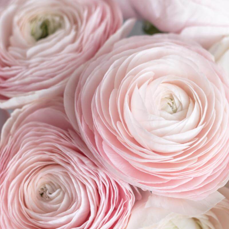 esmeralda-farms-ranunculus-product-sheet