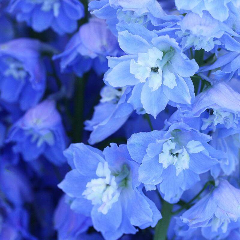 esmeralda-farms-delphinium-product-sheet