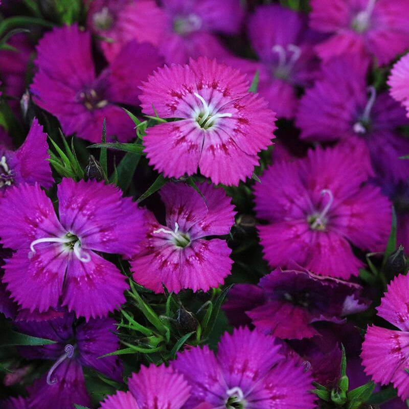 esmeralda-farms-dianthus-product-sheet