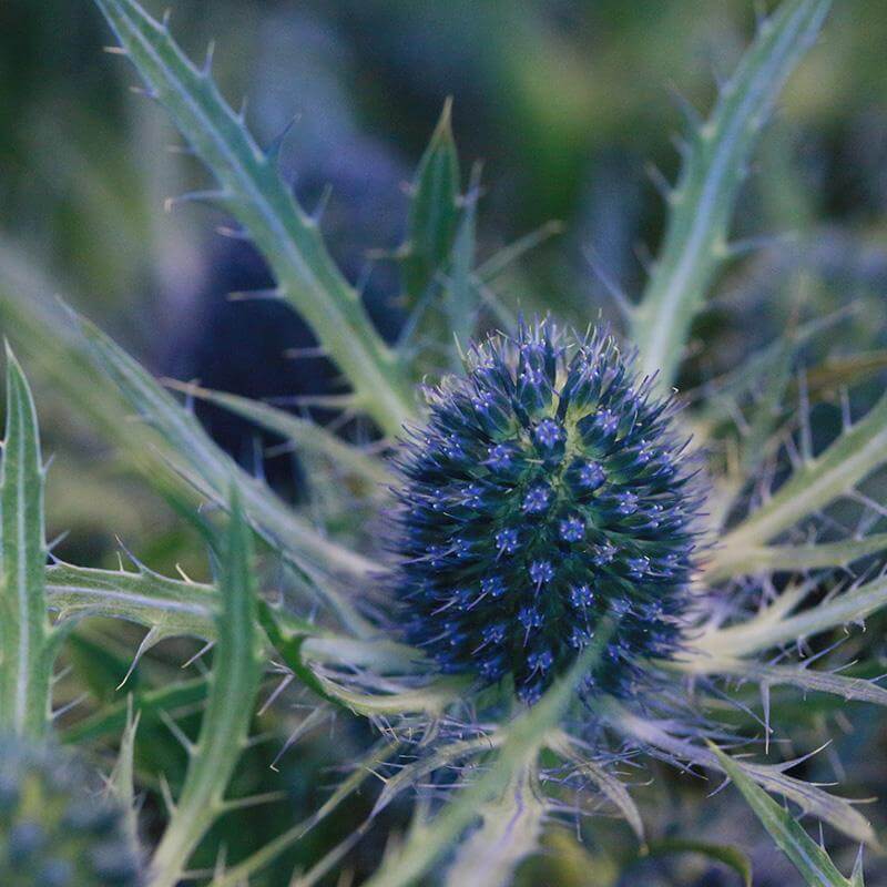 esmeralda-farms-eryngium-product-sheet