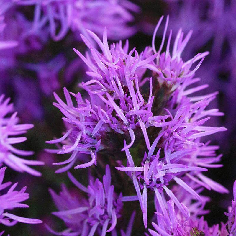 esmeralda-farms-liatris-product-sheet