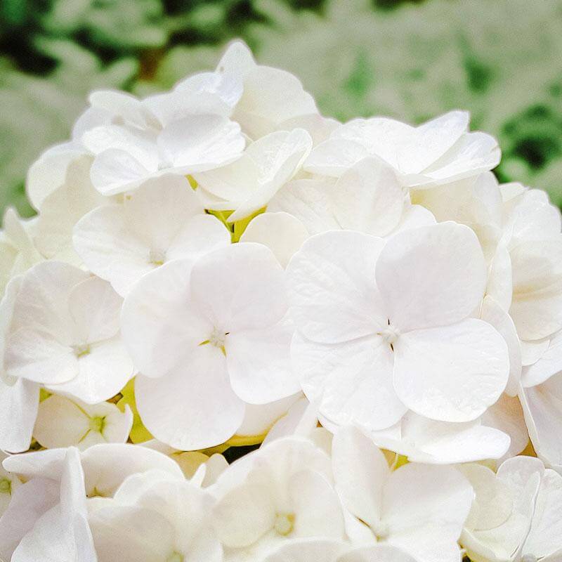 esmeralda-hydrangea-product-sheet