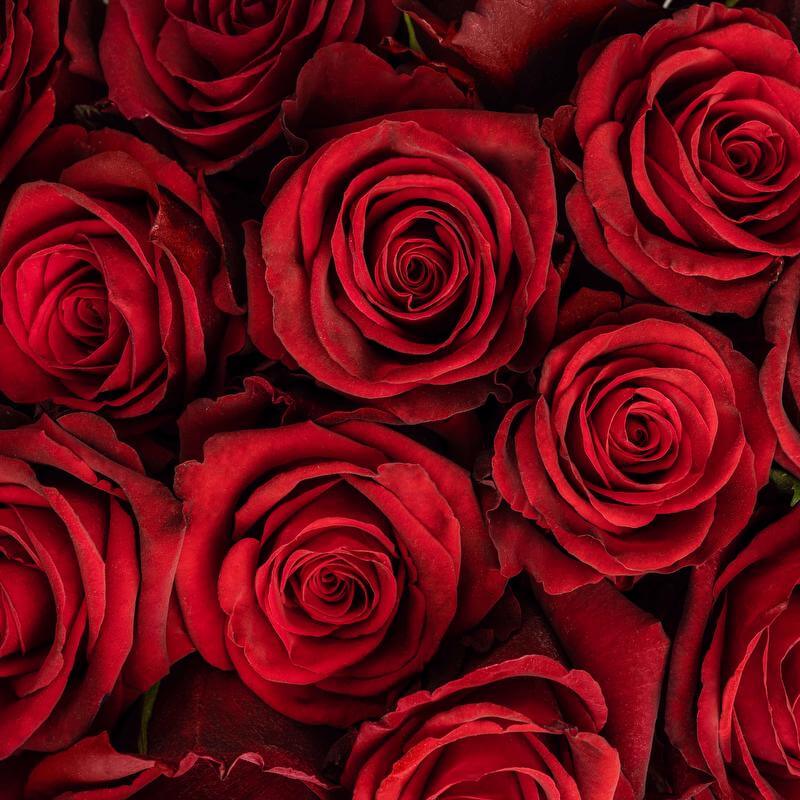 esmeralda-farms-rose-cupido