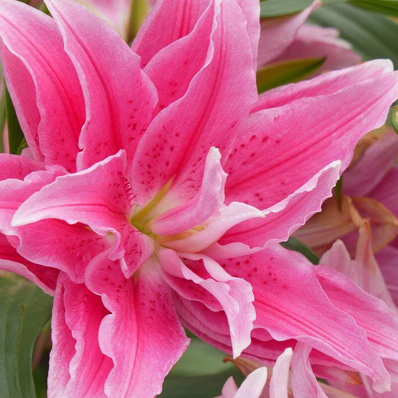 esmeralda-farms-double-bloom-oriental-lily-product-sheet