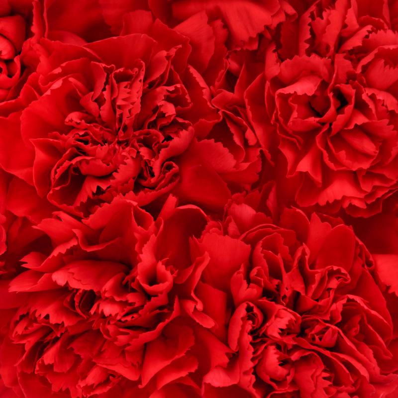 esmeralda-farms-carnation-red