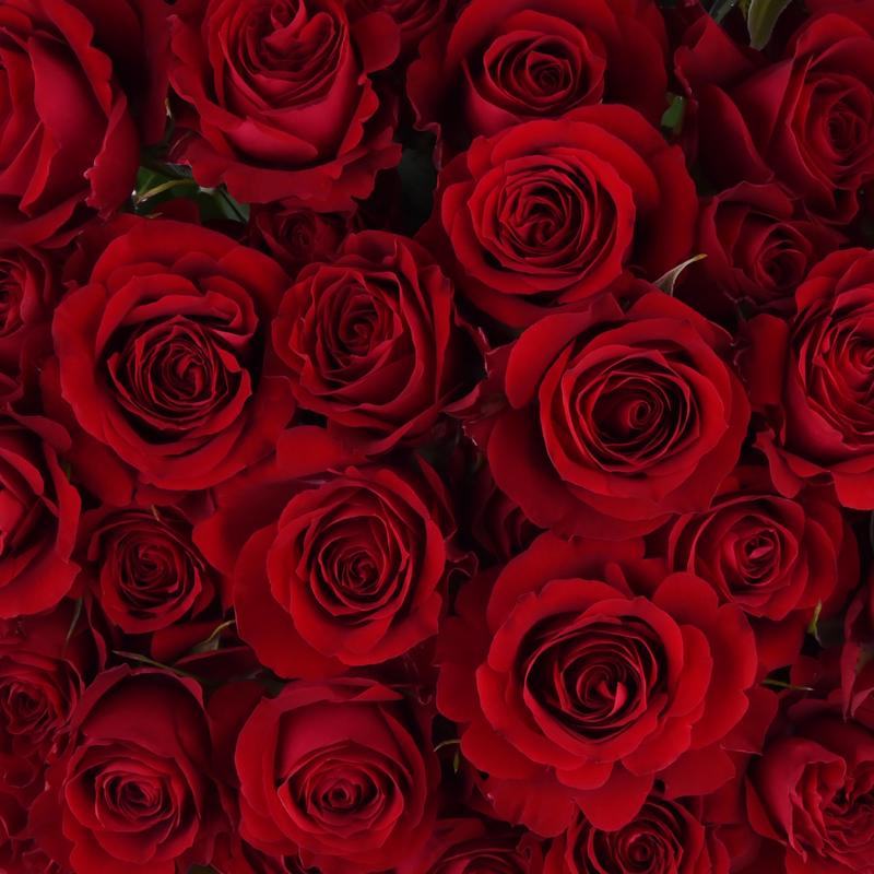 esmeralda-farms-spray-rose-amor-blossoms-1