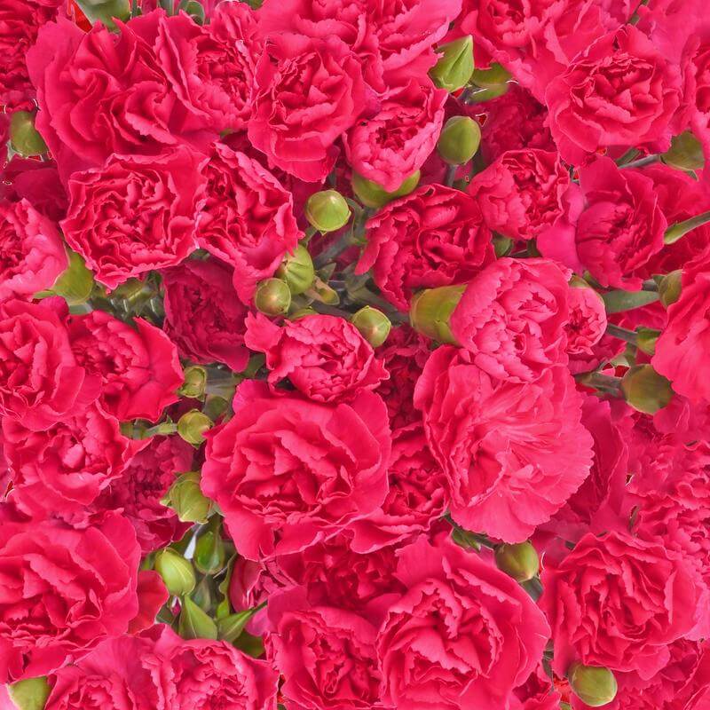 esmeralda-farms-mini-carnation-hot-pink-1