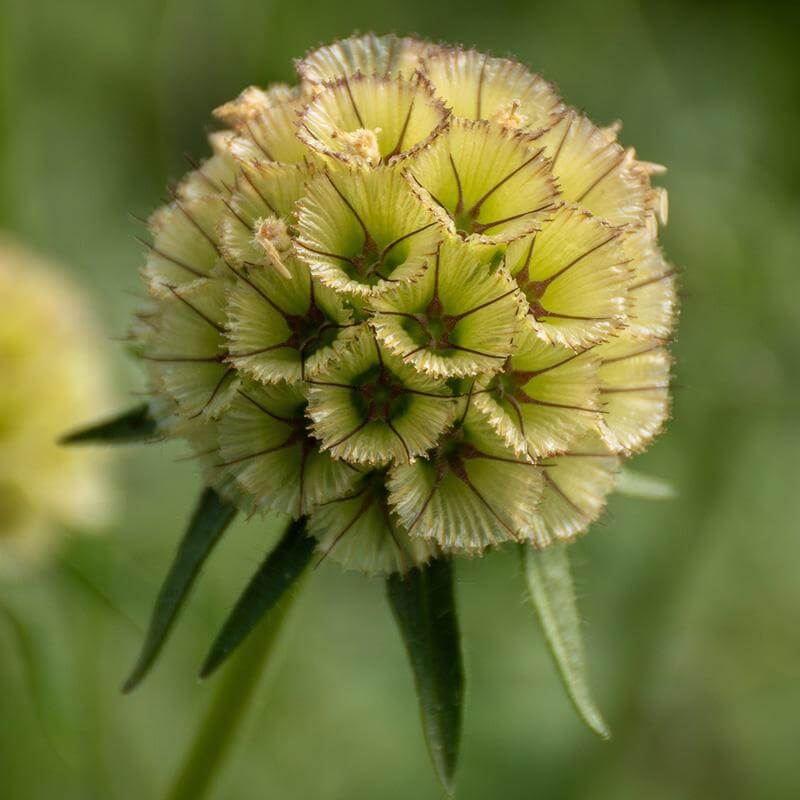esmeralda-farms-scabiosa-stellata-pods-product-sheet