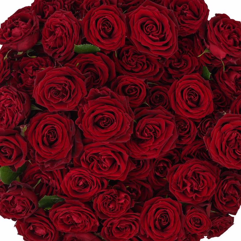esmeralda-farms-spray-rose-fibonacci-rosso-1