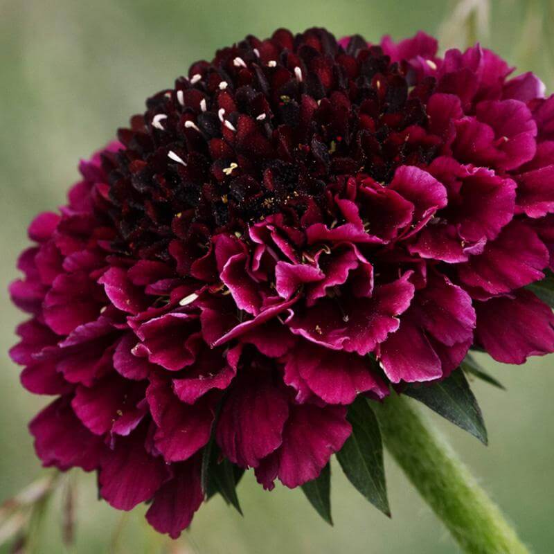 esmeralda-farms-scabiosa-product-sheet