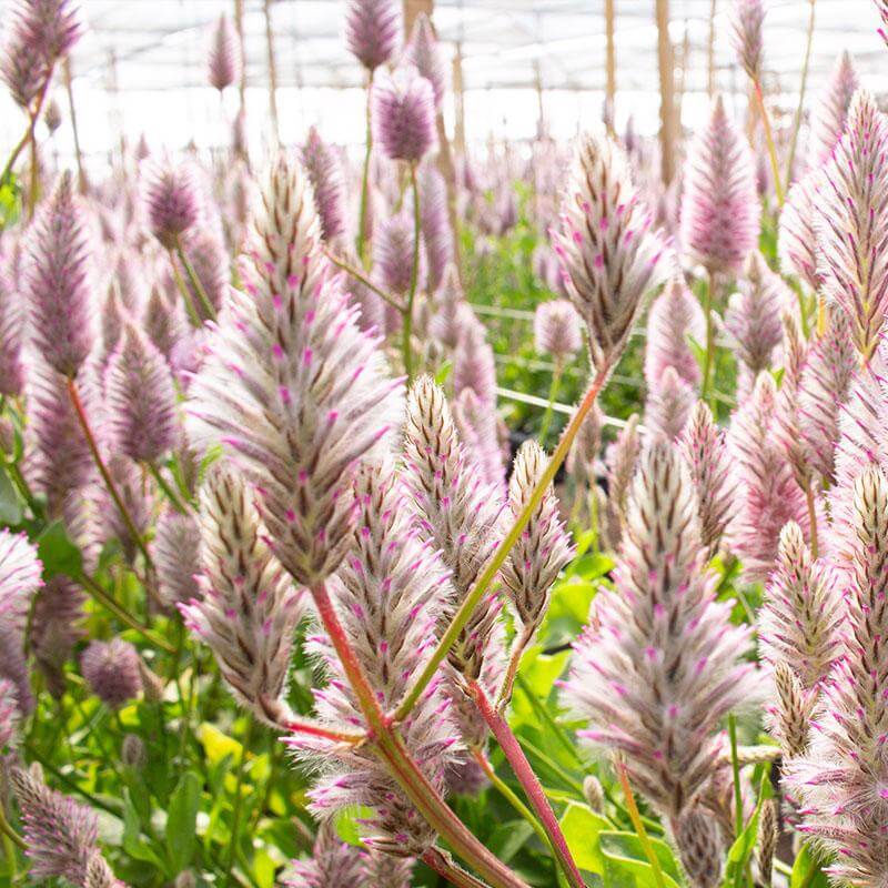 esmeralda-farms-ptilotus-product-sheet