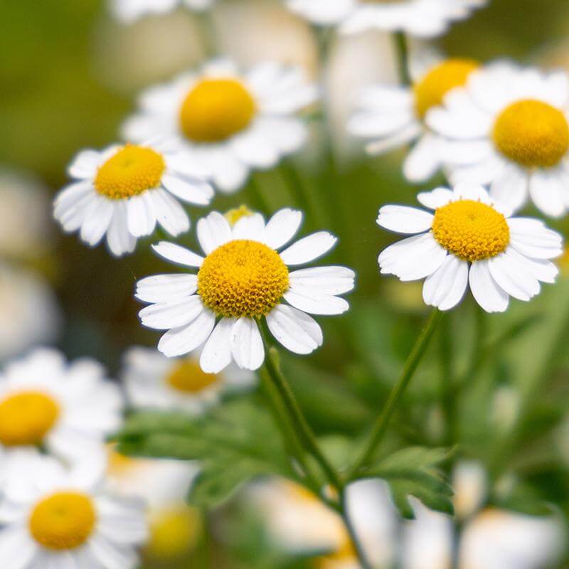 esmeralda-farms matricaria-product-sheet