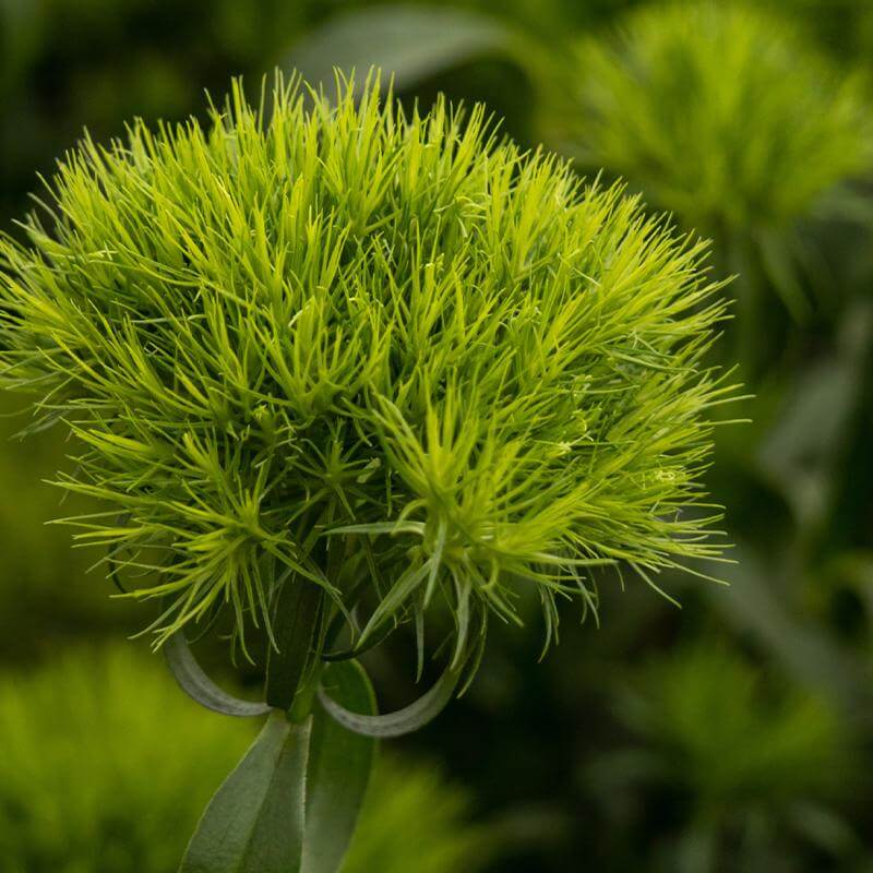 esmeralda-farms-dianthus-green-ball-product-sheet