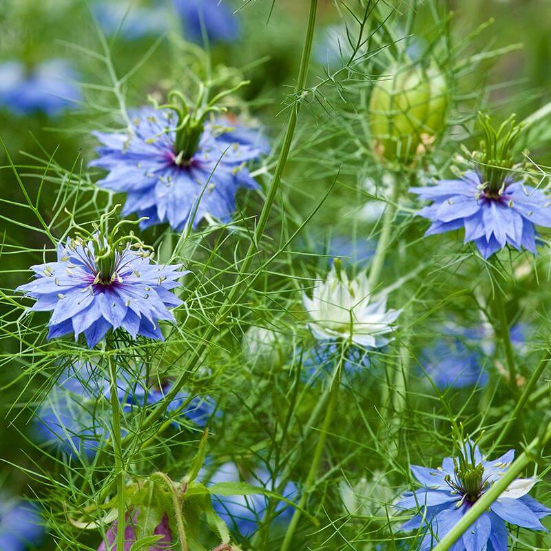 esmeralda-farms-nigella-product-sheet