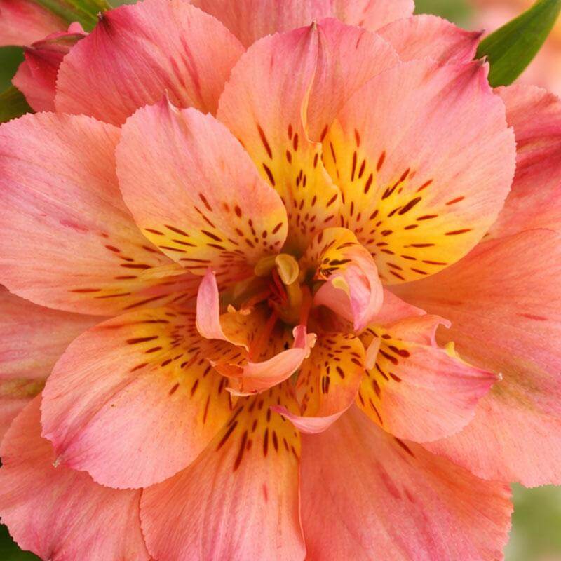 esmeralda-farms-alstroemeria-specialty-fashionista-product-sheet