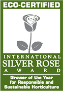 International Silver Rose